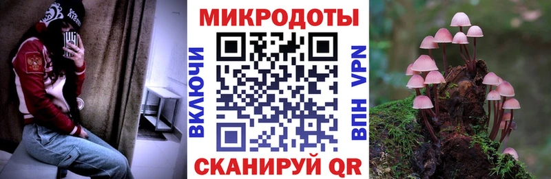 KRAKEN как зайти  Нестеров  Псилоцибиновые грибы Magic Shrooms 